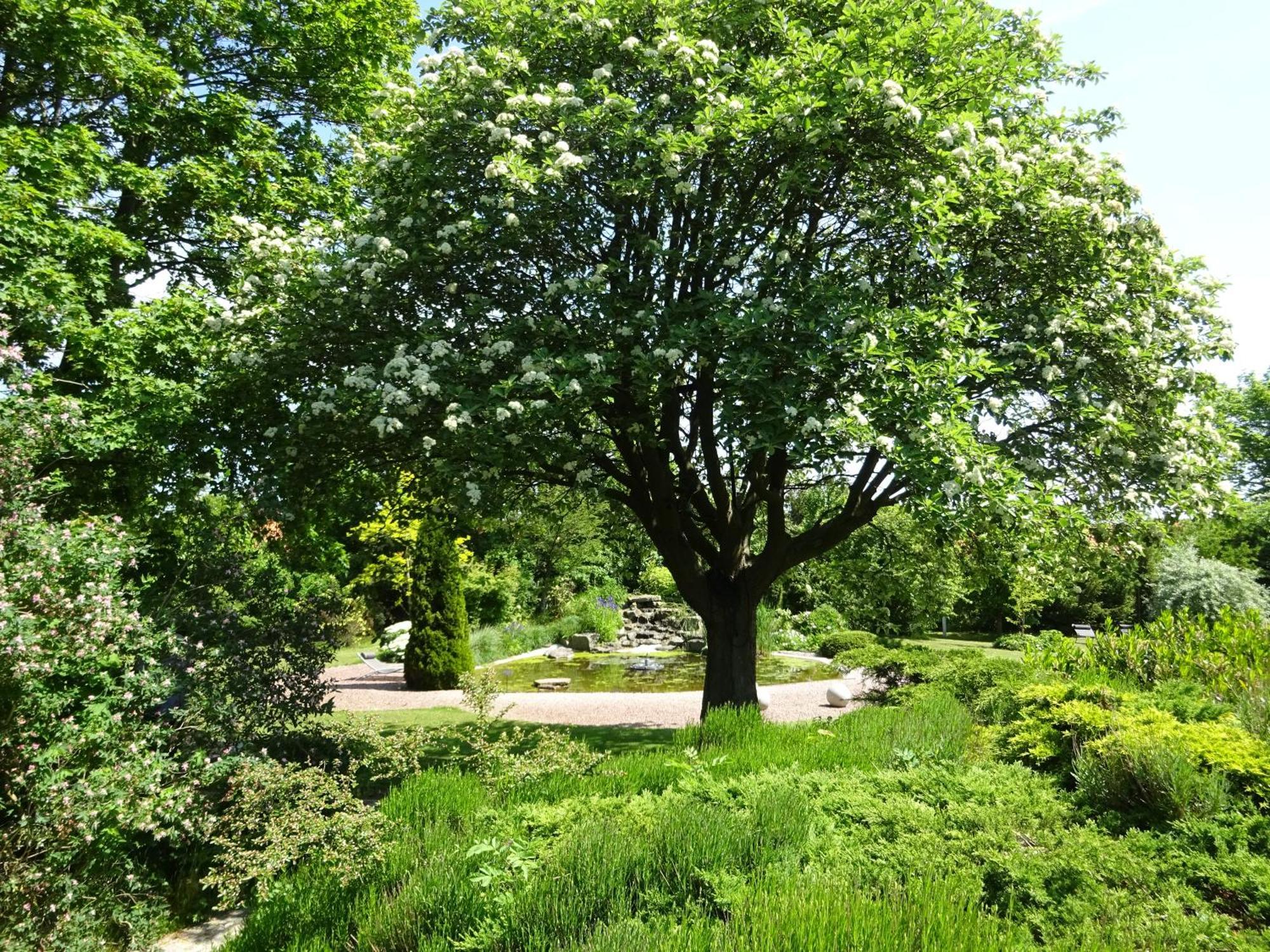 Solrosen I Simrishamn - Oesterlen Luaran gambar