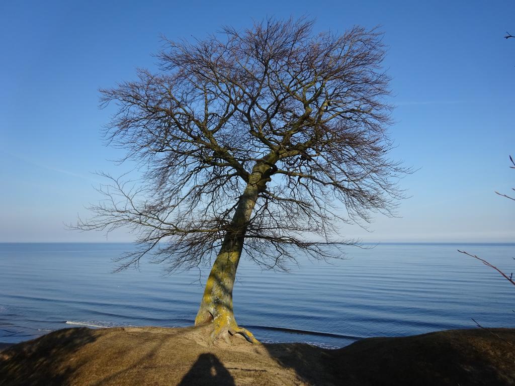 Solrosen I Simrishamn - Oesterlen Luaran gambar